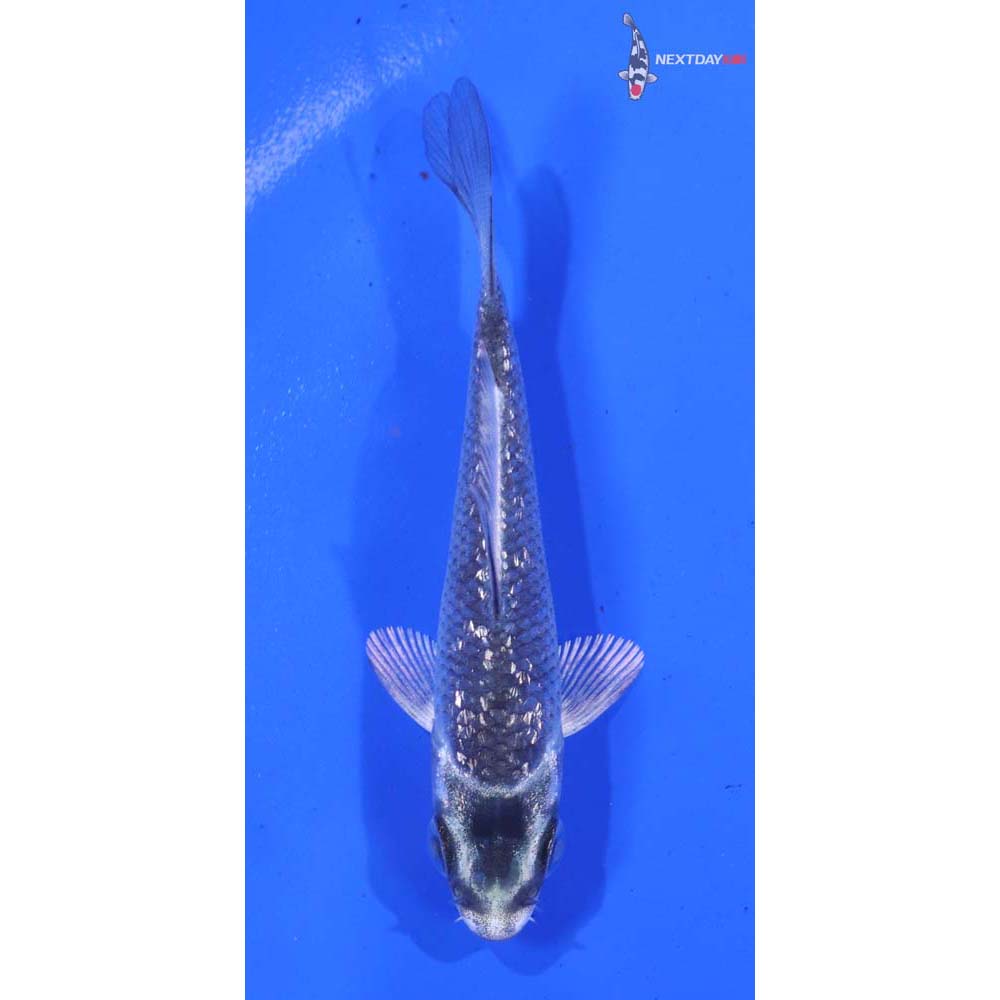 3” Imported Gin Rin Gin Matsuba