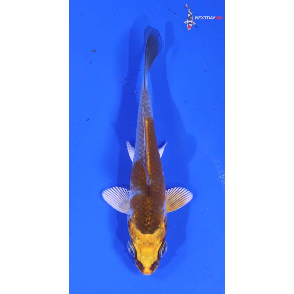 3” Imported Kujaku