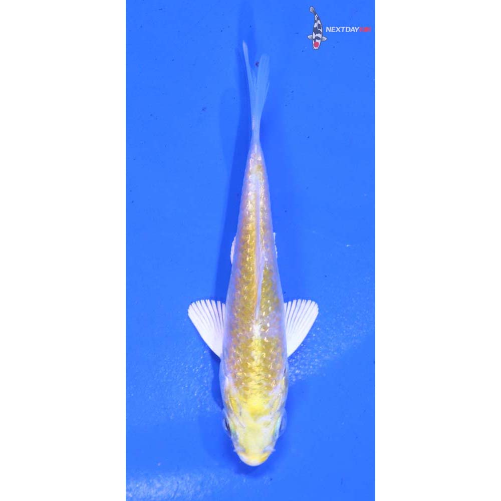 3” Imported Gin Rin Lemon Hariwake