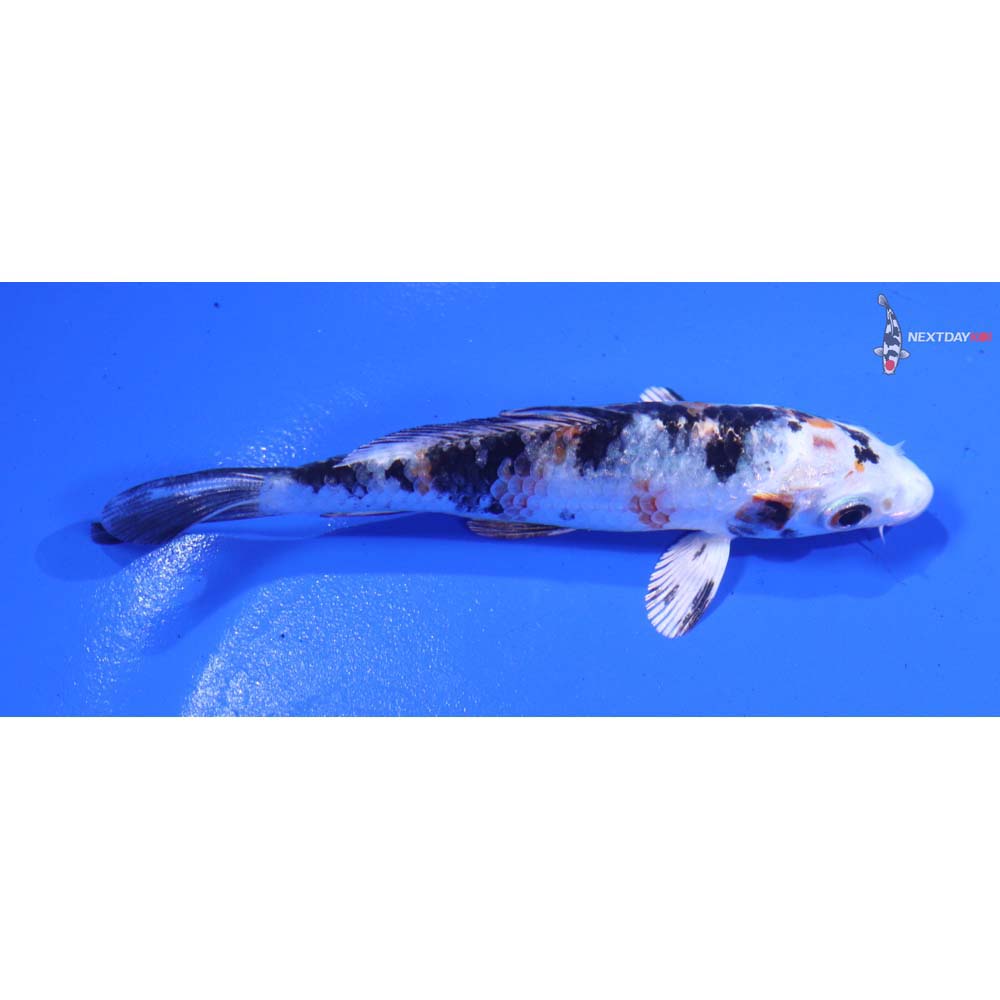 3.5” Imported Yamato Nishiki