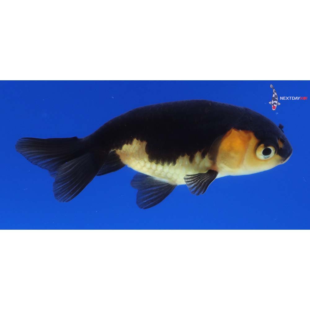2” Imported Red and Black Ranchu
