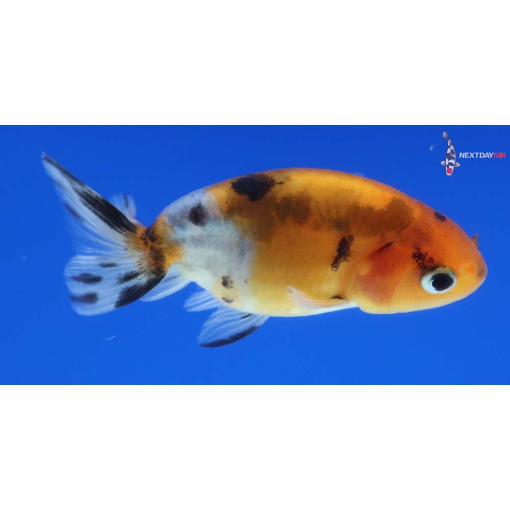 2” Imported Calico Ranchu