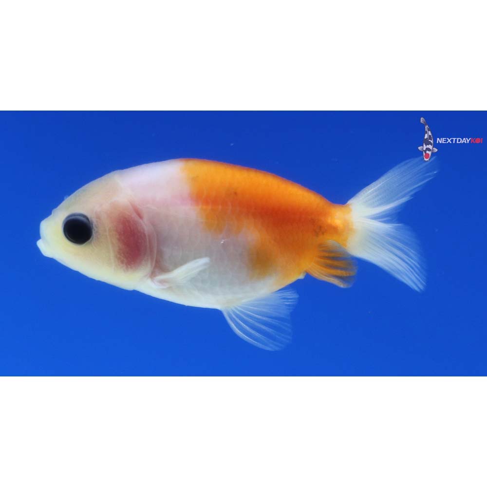 2” Imported Calico Ranchu