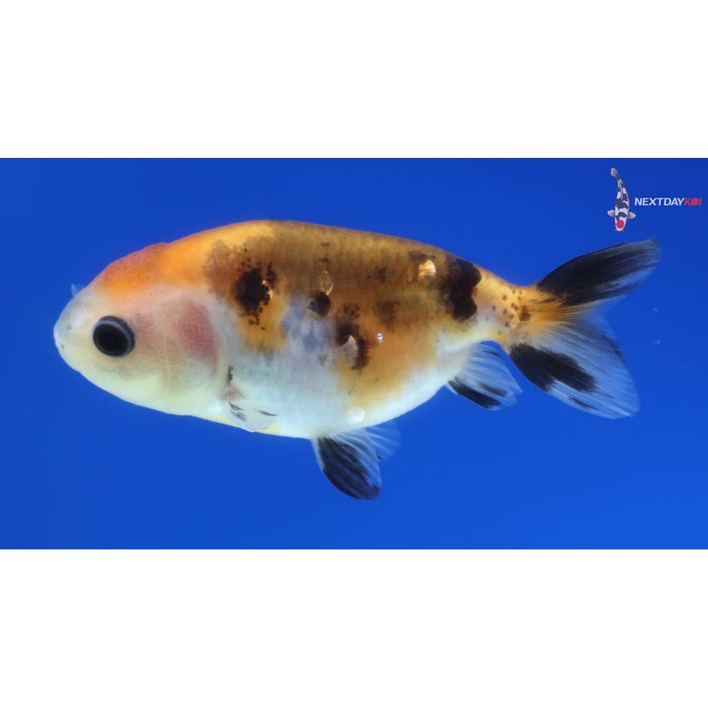 2.5” Imported Calico Ranchu