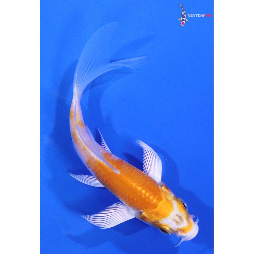 3” Imported Hariwake Butterfly Koi