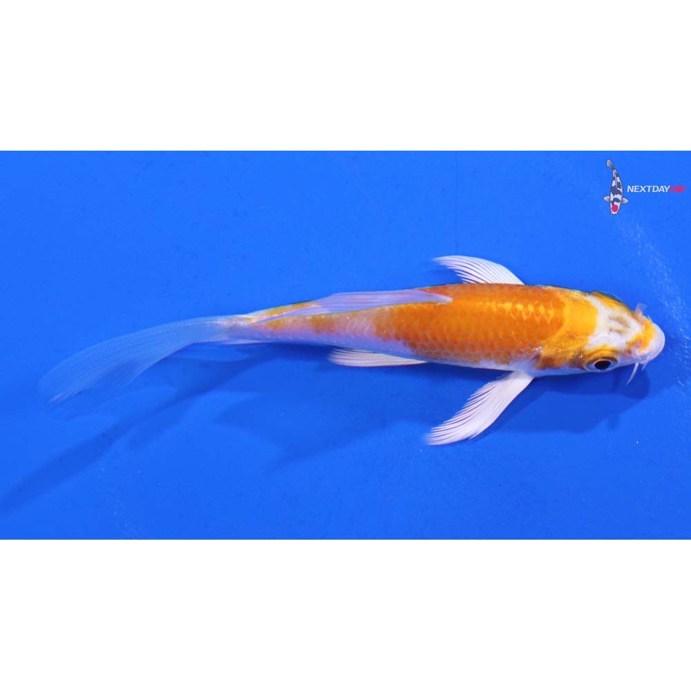 3” Imported Hariwake Butterfly Koi