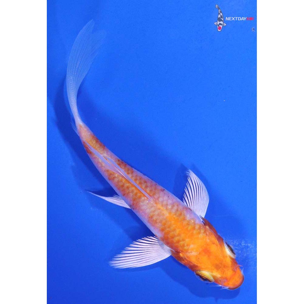 3.5” Imported Hariwake Butterfly Koi