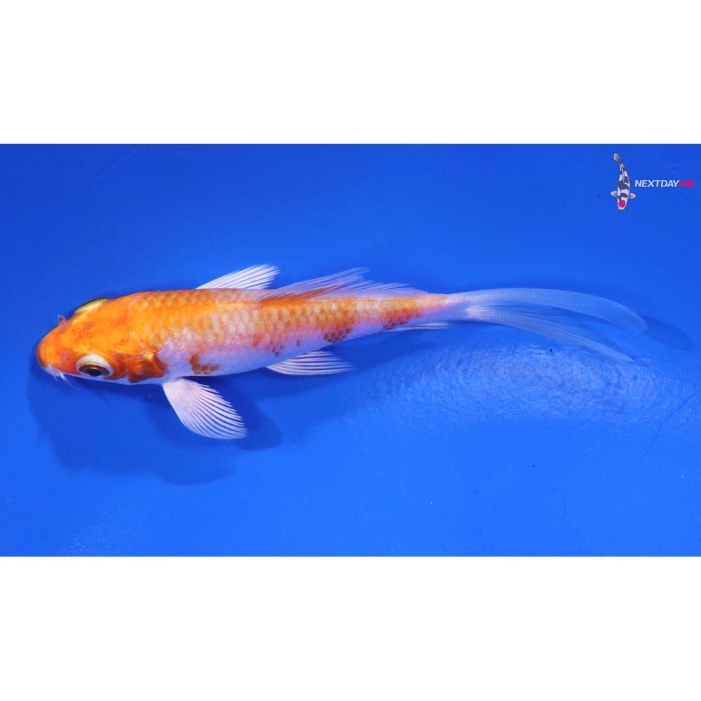 3.5” Imported Hariwake Butterfly Koi