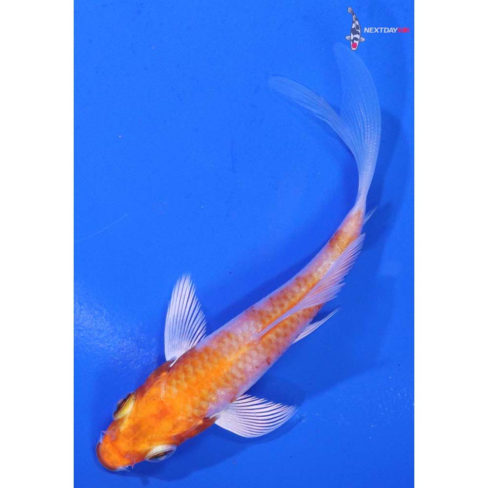 3.5” Imported Hariwake Butterfly Koi