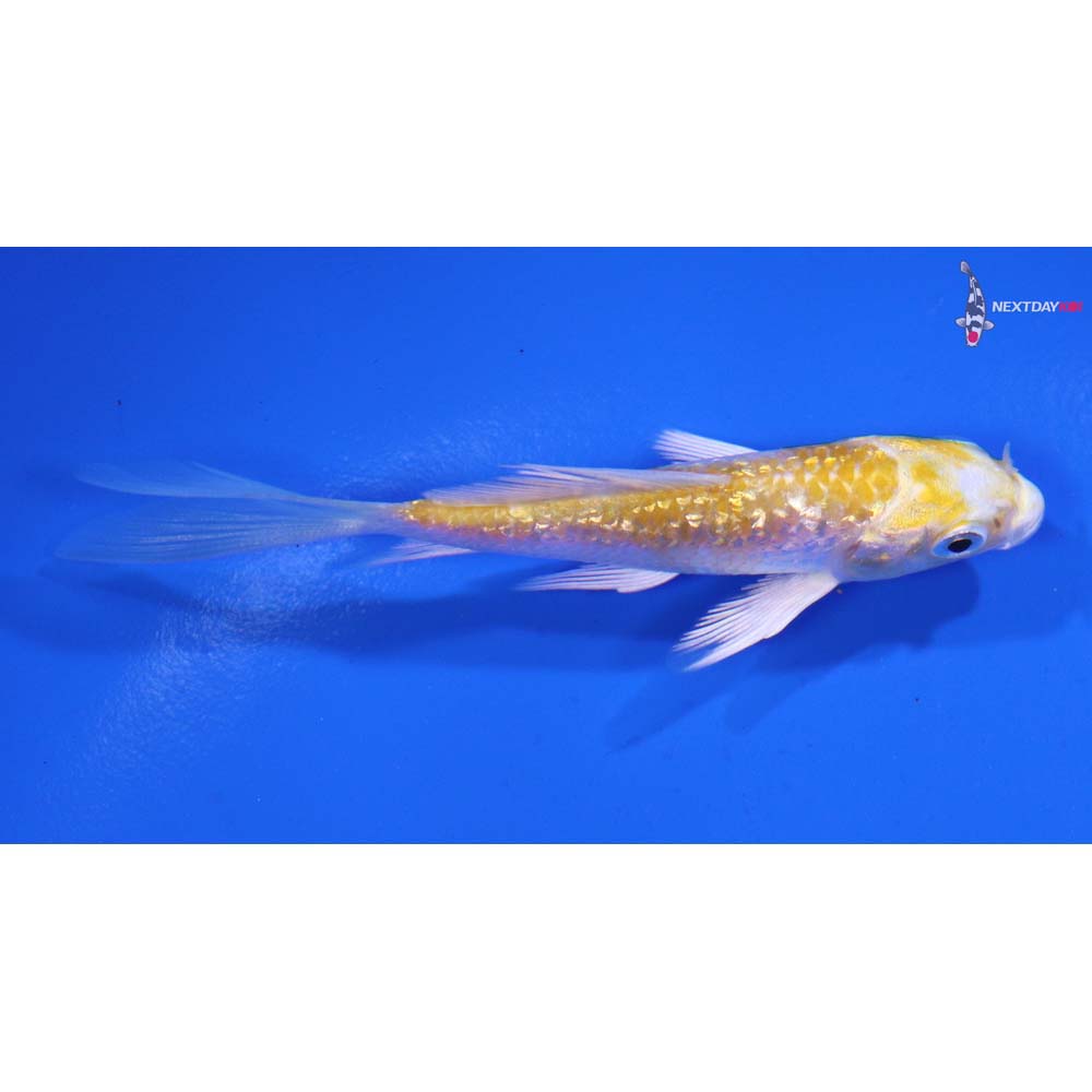 3” Imported Gin Rin Lemon Hariwake Butterfly Koi