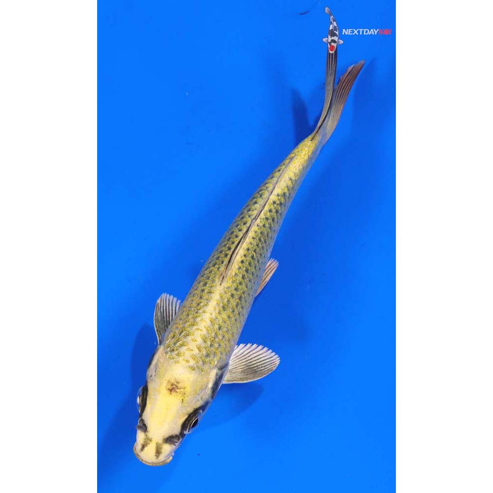 6” Imported Ki Matsuba