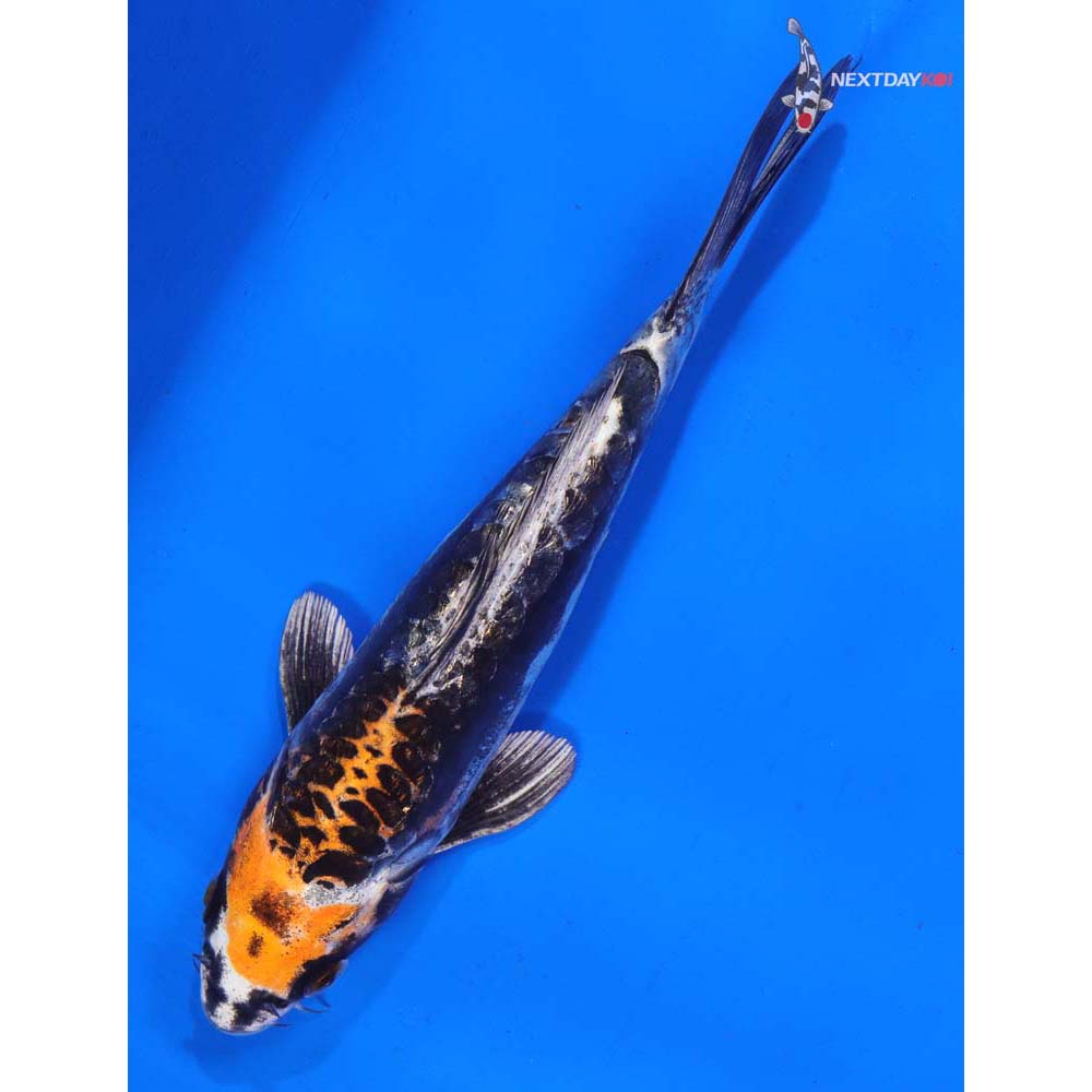 6.5” Imported Kin Kikokuryu