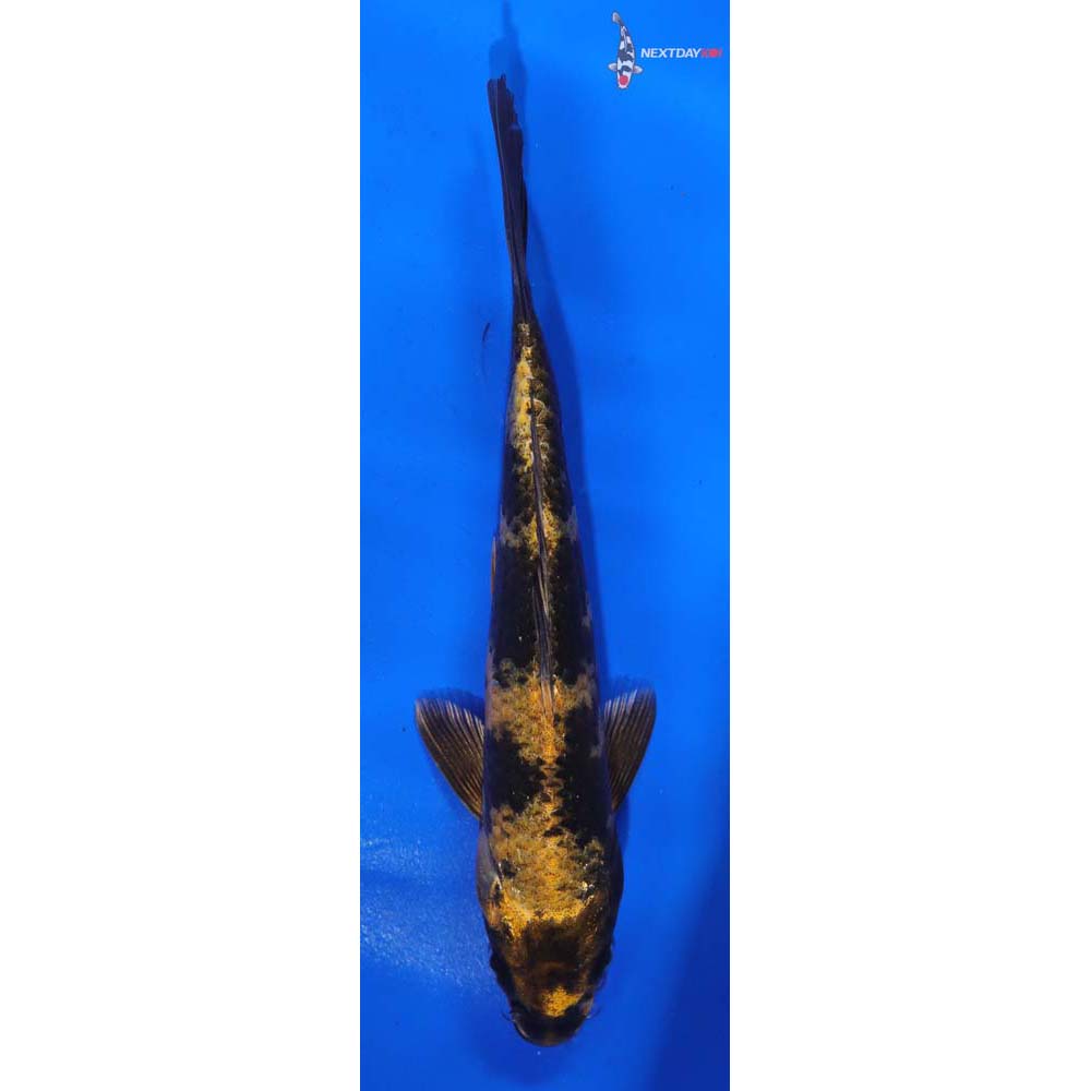 6.5” Imported Kin Ki Utsuri