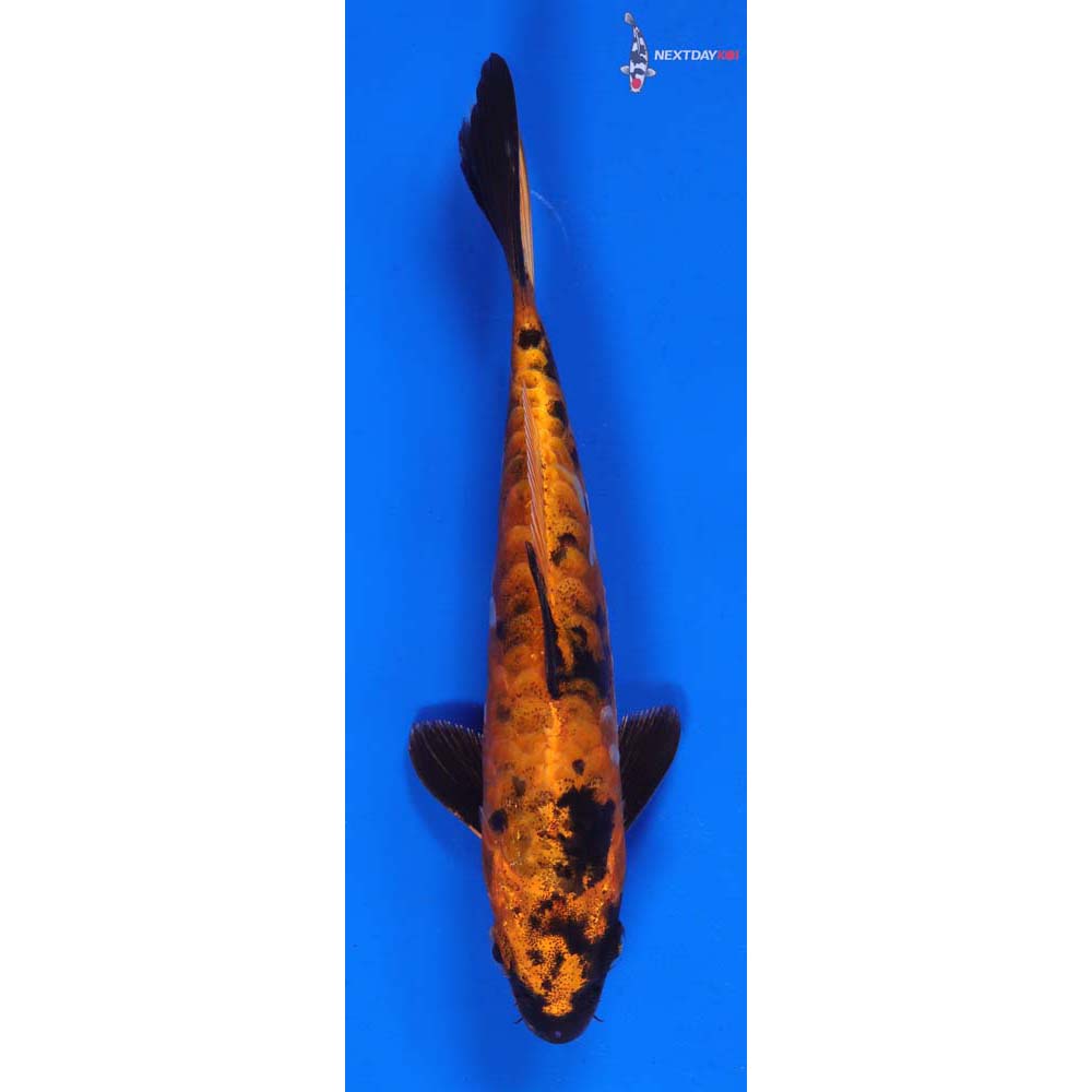 6.5” Imported Armor Scaled Hi Utsuri