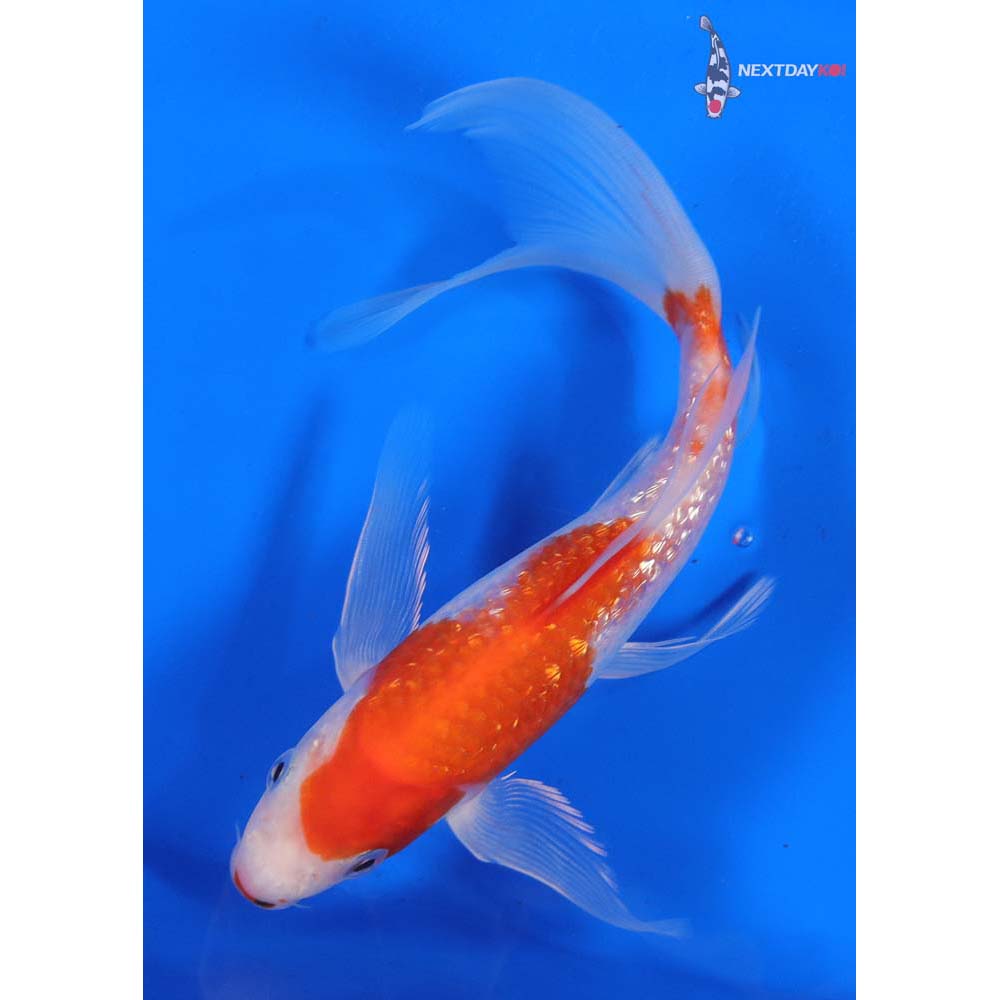 7” Imported Gin Rin Kohaku Butterfly Koi