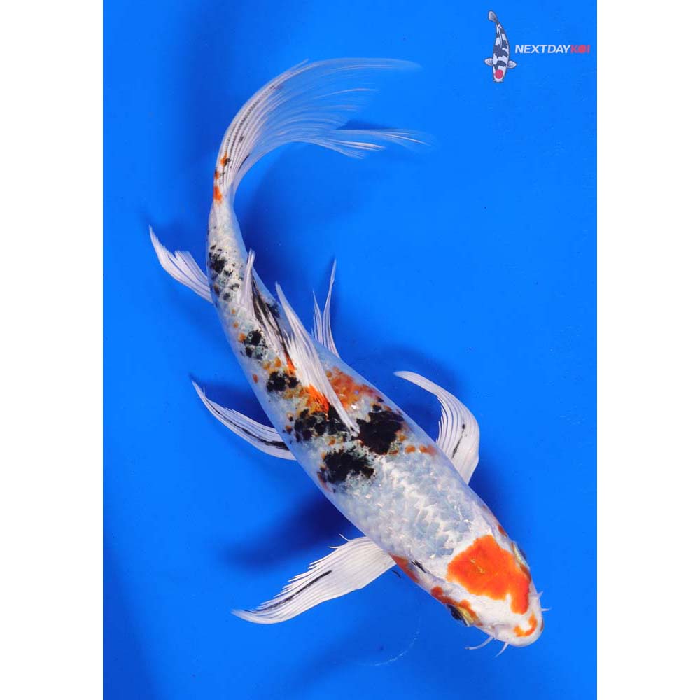 7.5” Imported Yamato Nishiki Butterfly Koi