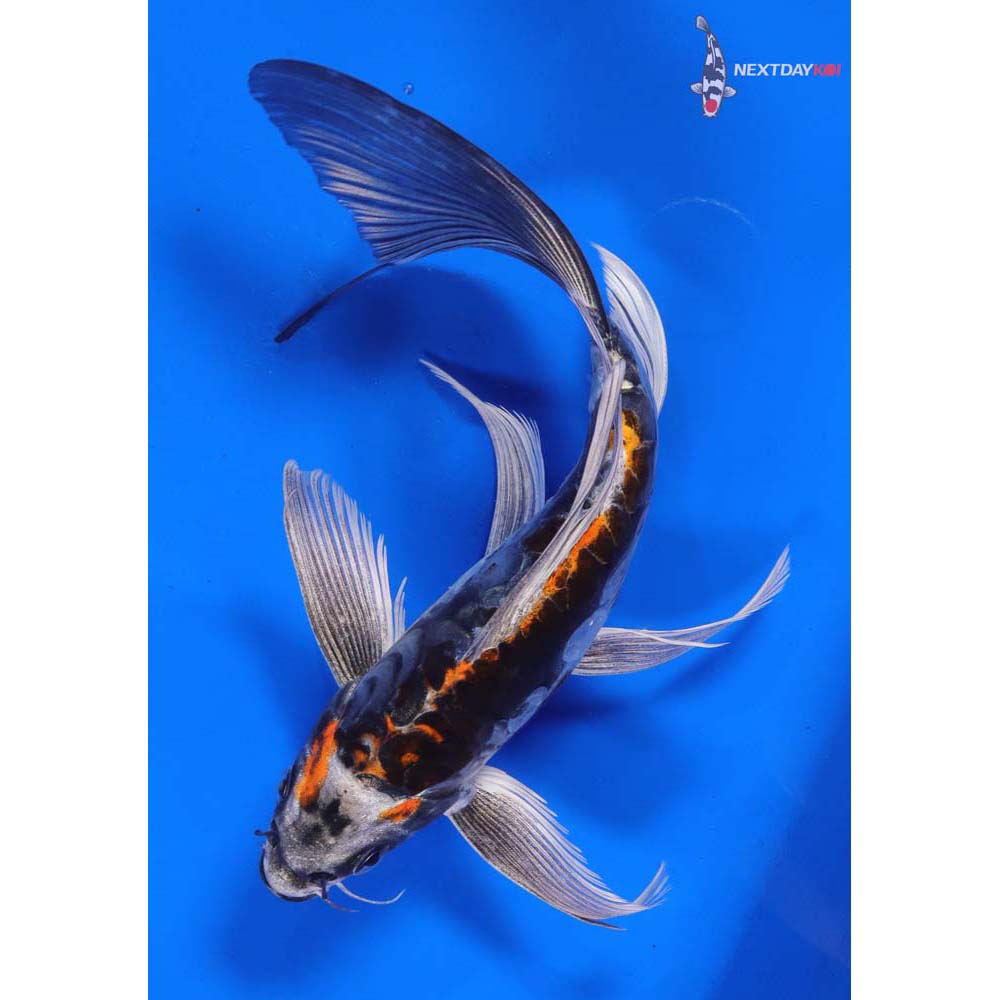 7.5” Imported Kin Kikokuryu Butterfly Koi