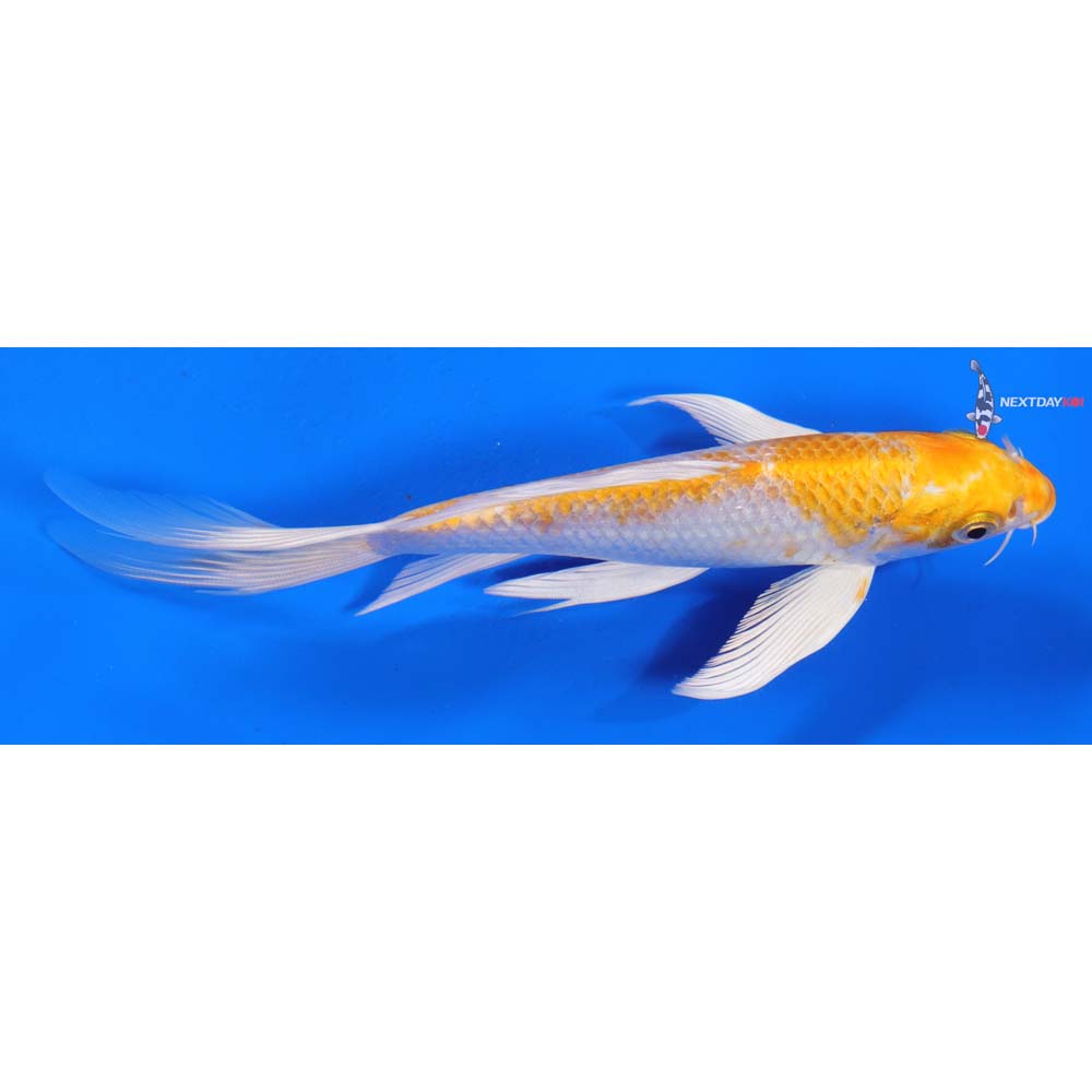 7.5” Imported Lemon Hariwake Butterfly Koi