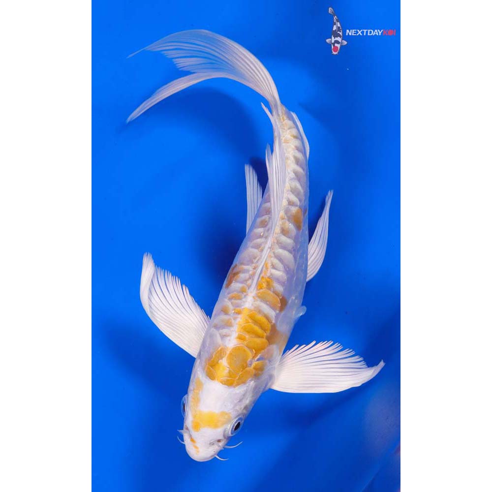 7.5” Imported Doitsu Lemon Hariwake Butterfly Koi