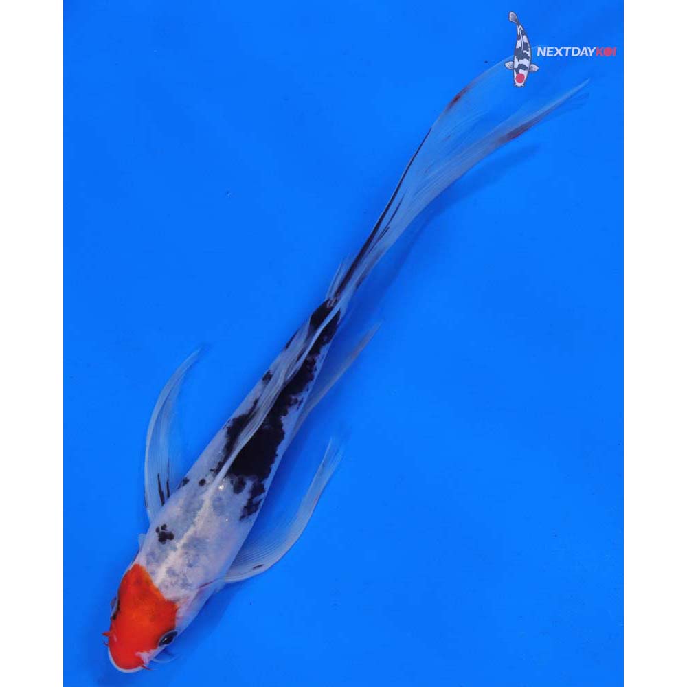 8” Imported Sanke Butterfly Koi