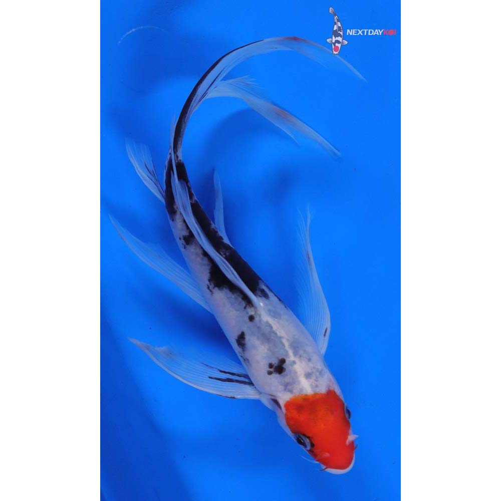 8” Imported Sanke Butterfly Koi