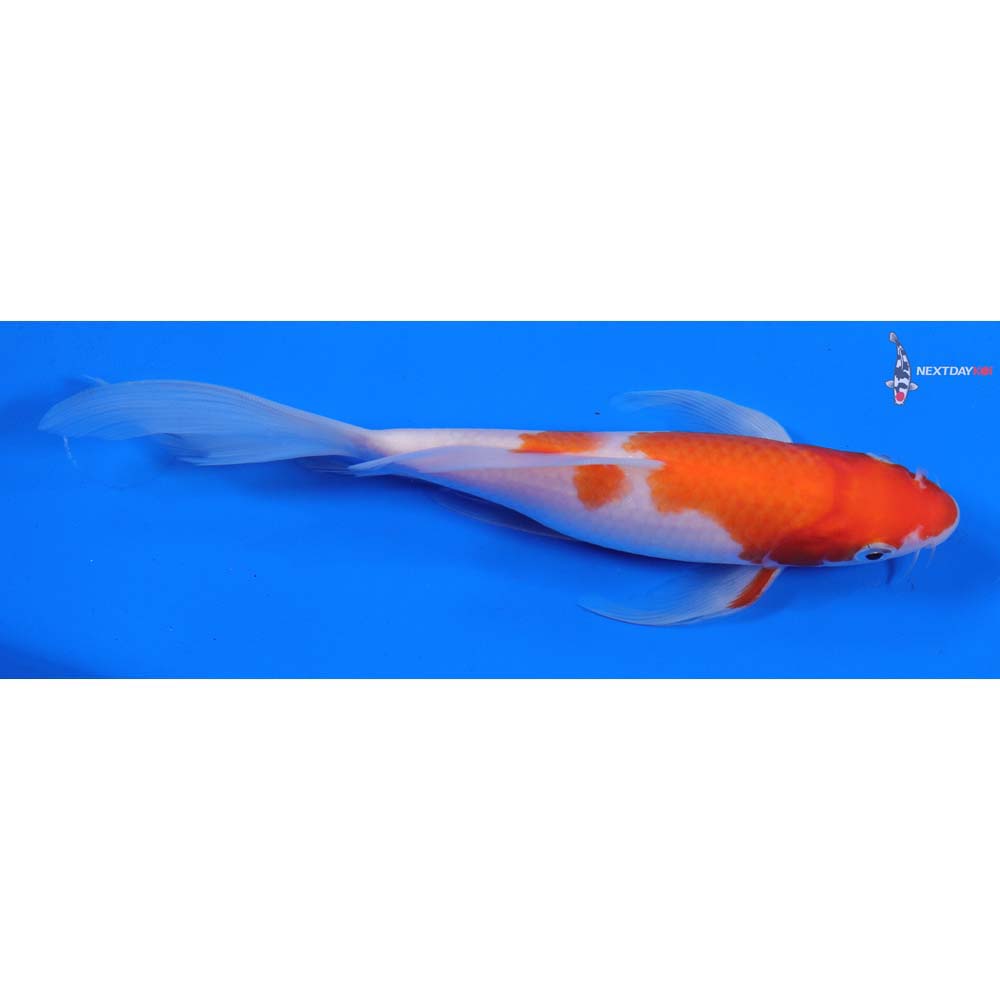 7” Imported Kohaku Butterfly Koi