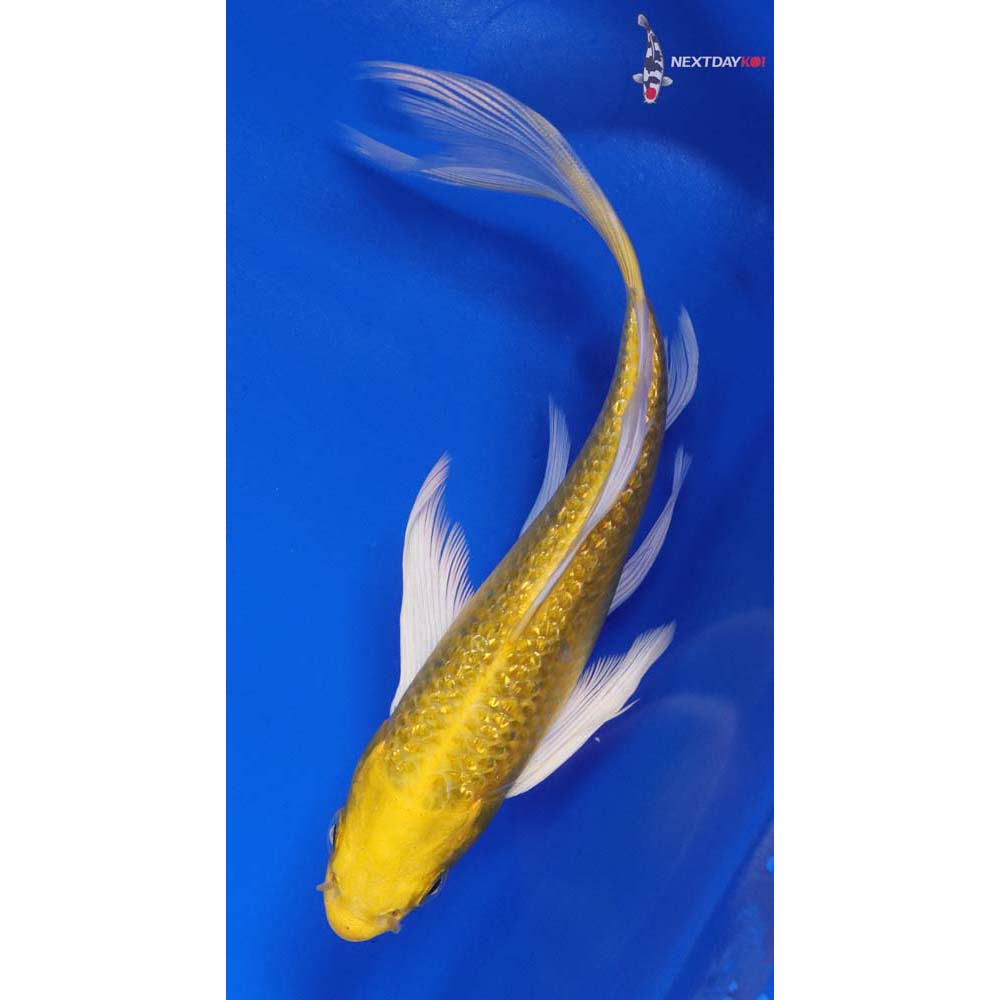 6” Imported Gin Rin Yamabuki Ogon Butterfly Koi