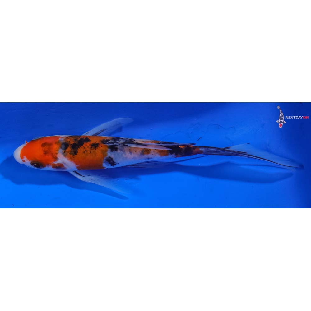 6” Imported Sanke Butterfly Koi