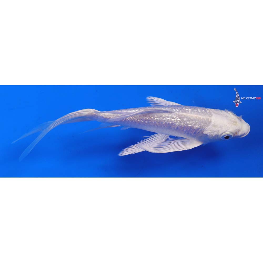 6” Imported Gin Rin Platinum Ogon Butterfly Koi
