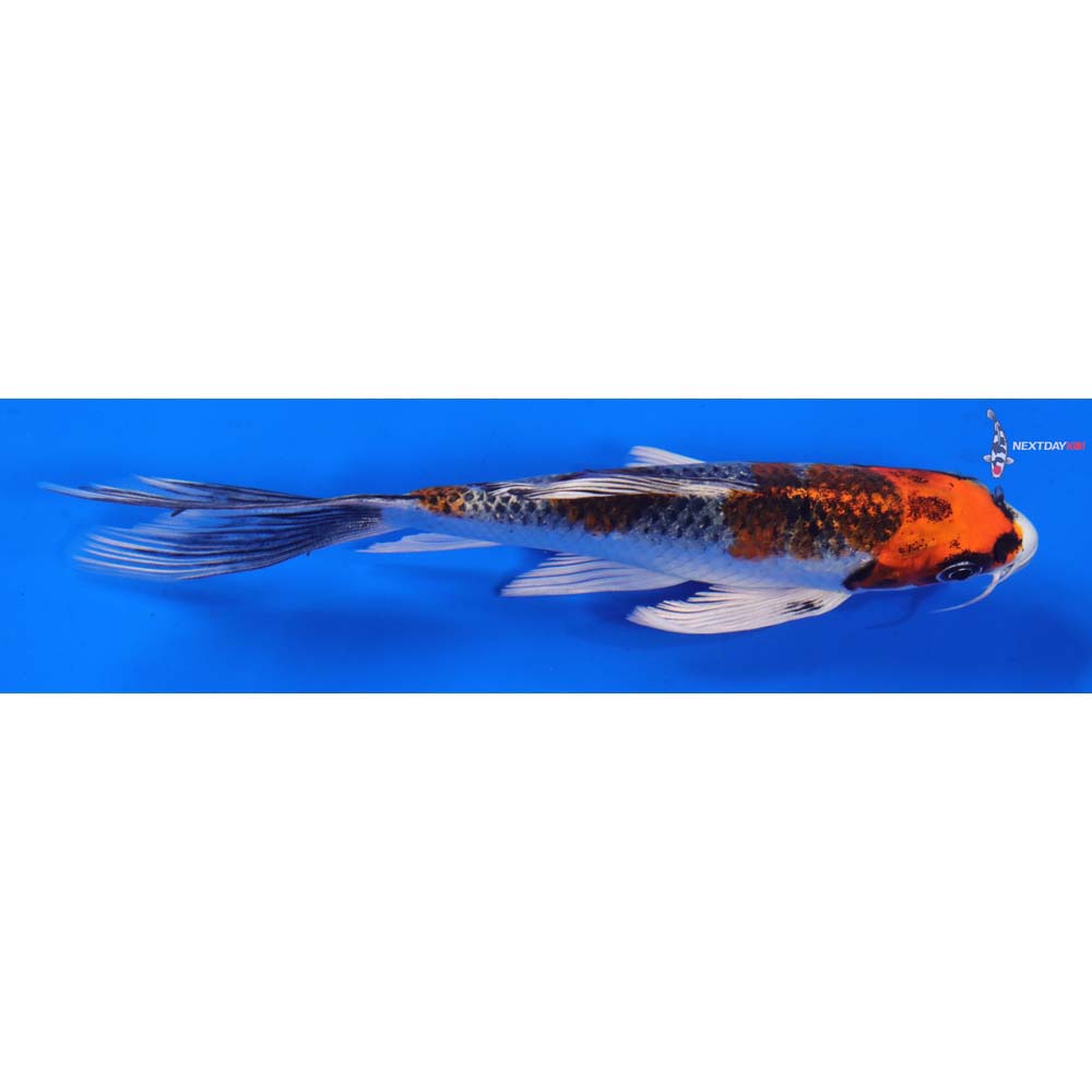 6” Imported Kujaku Butterfly Koi