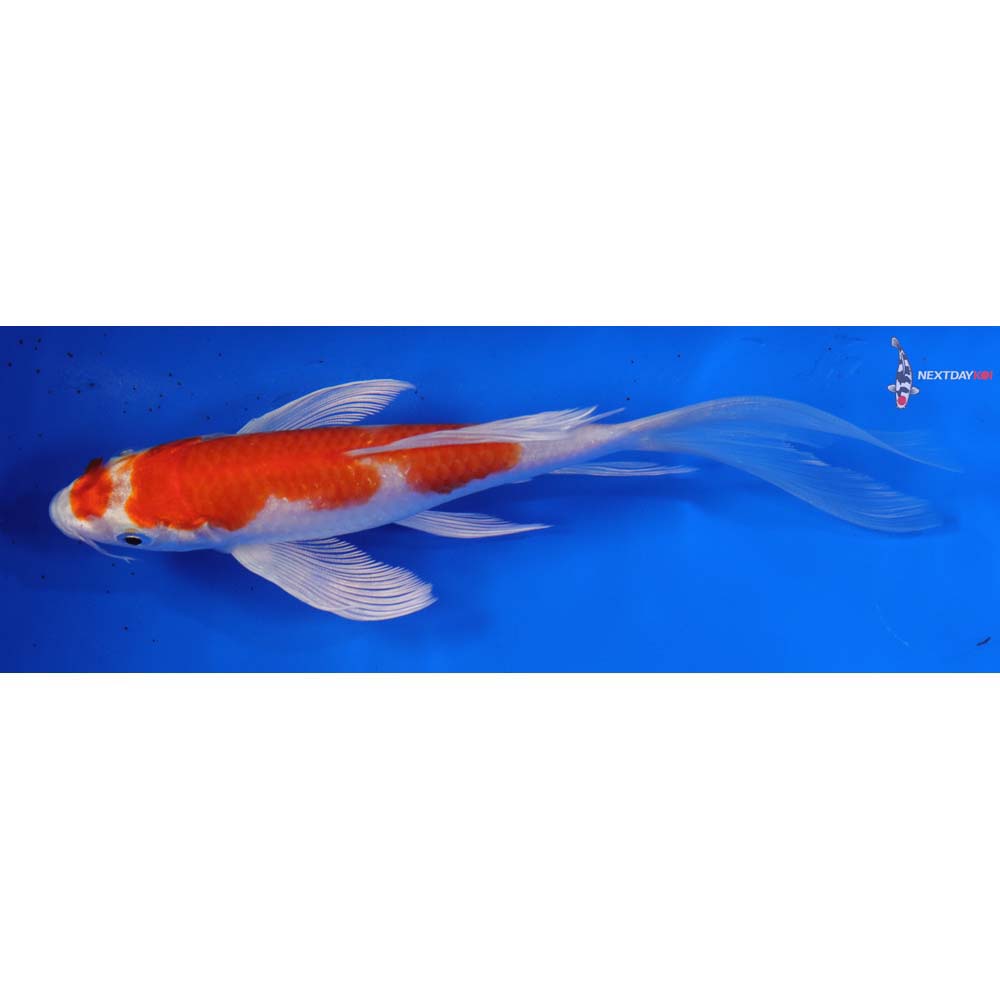 6” Imported Hariwake Butterfly Koi