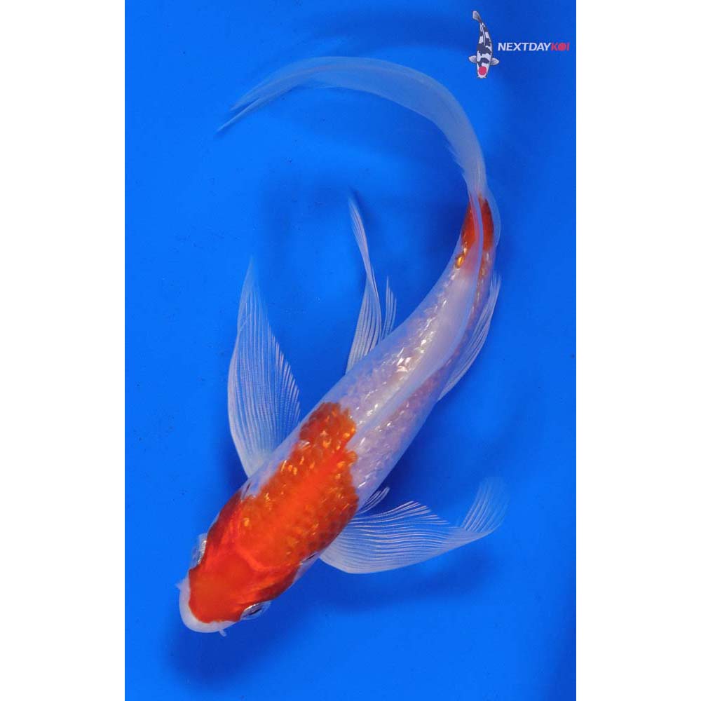 6.5” Imported Gin Rin Hariwake Butterfly Koi