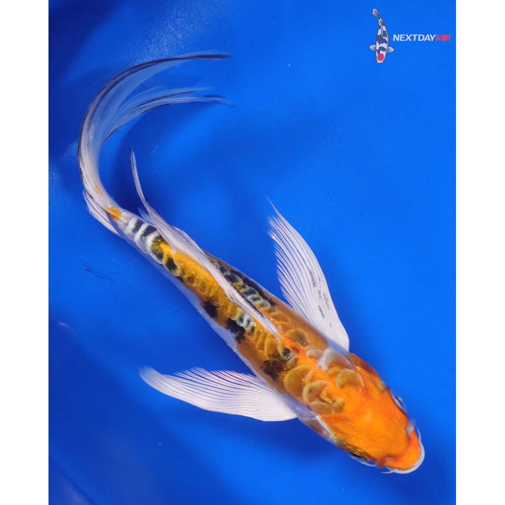 7” Imported Heisei Nishiki Butterfly Koi