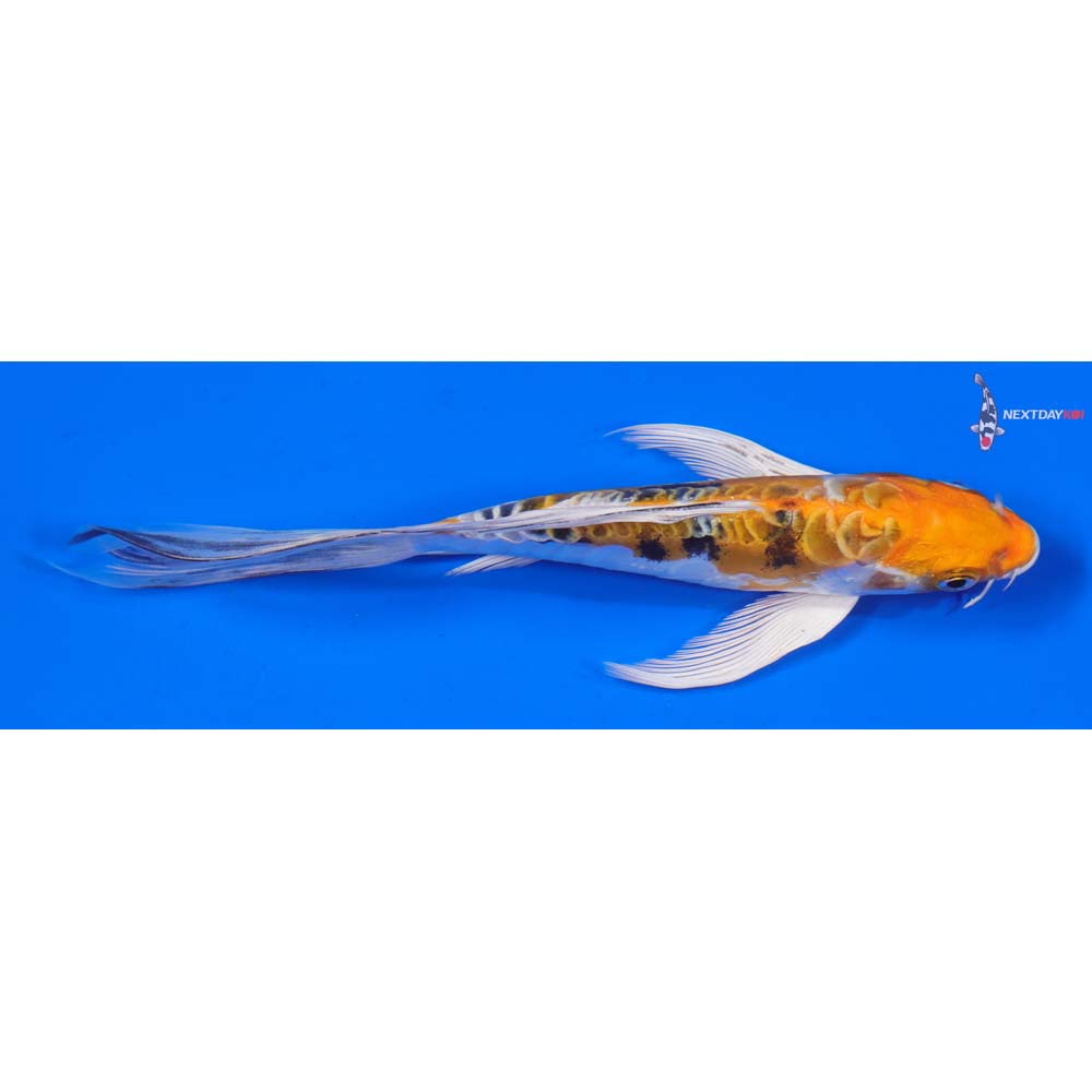 7” Imported Heisei Nishiki Butterfly Koi