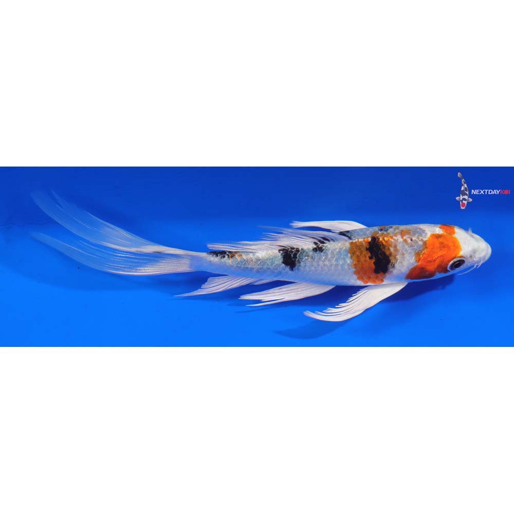6” Imported Yamato Nishiki Butterfly Koi