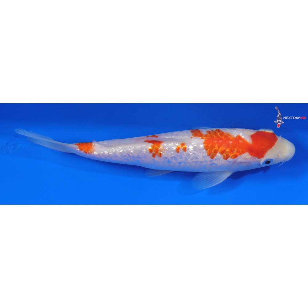 6” Imported Gin Rin Kohaku