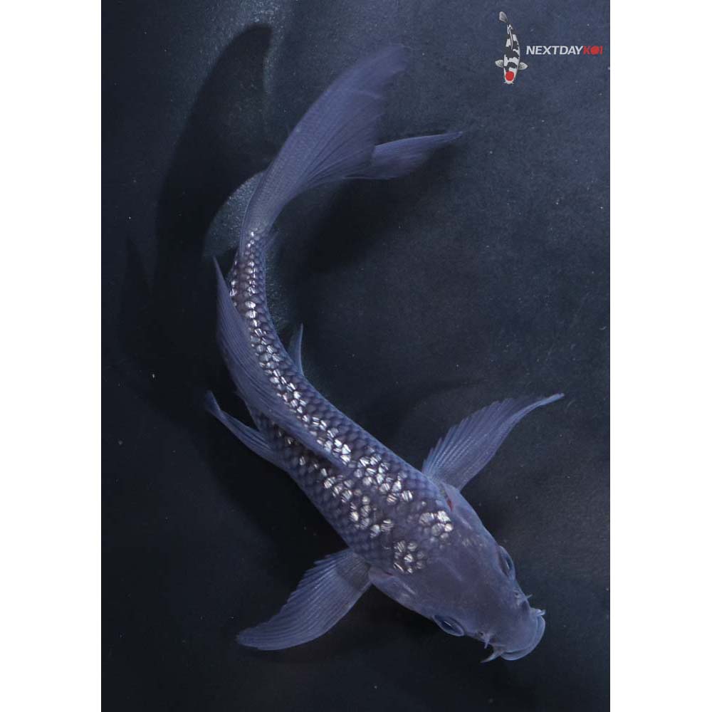 5” Imported Gin Rin Soragoi Butterfly Koi