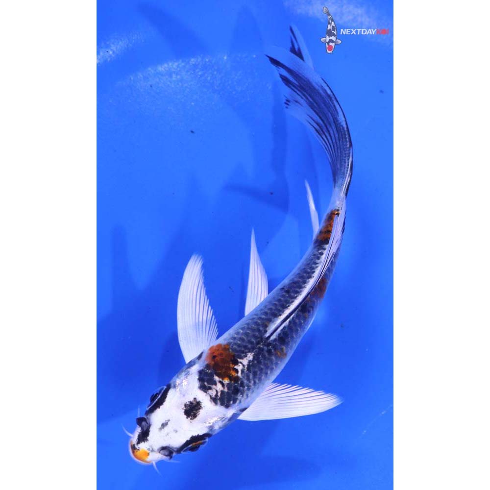 5” Imported Kujaku Butterfly Koi