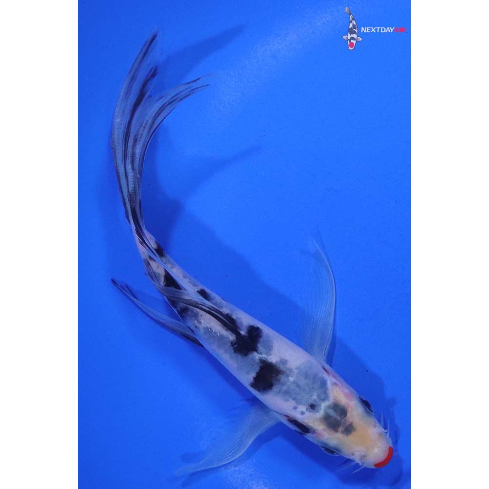 5.5” Imported Kuchi Beni Sanke Butterfly Koi