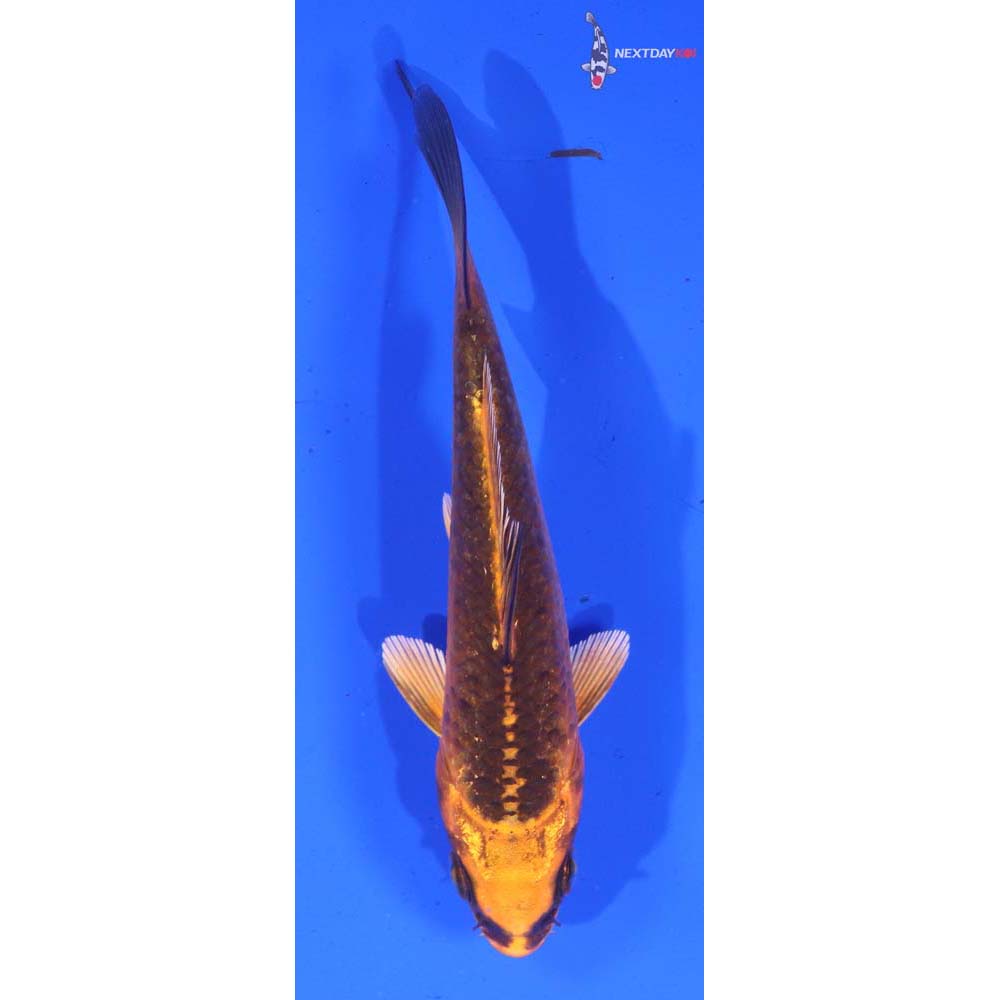 4” Imported Orenji Matsuba