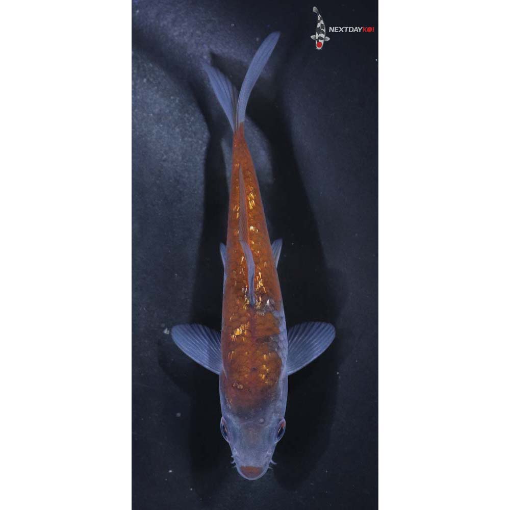 4” Imported Gin Rin Ochiba Shigure