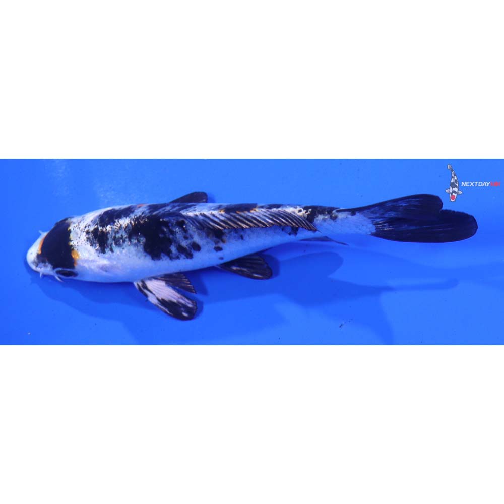 4.5” Imported Yamato Nishiki