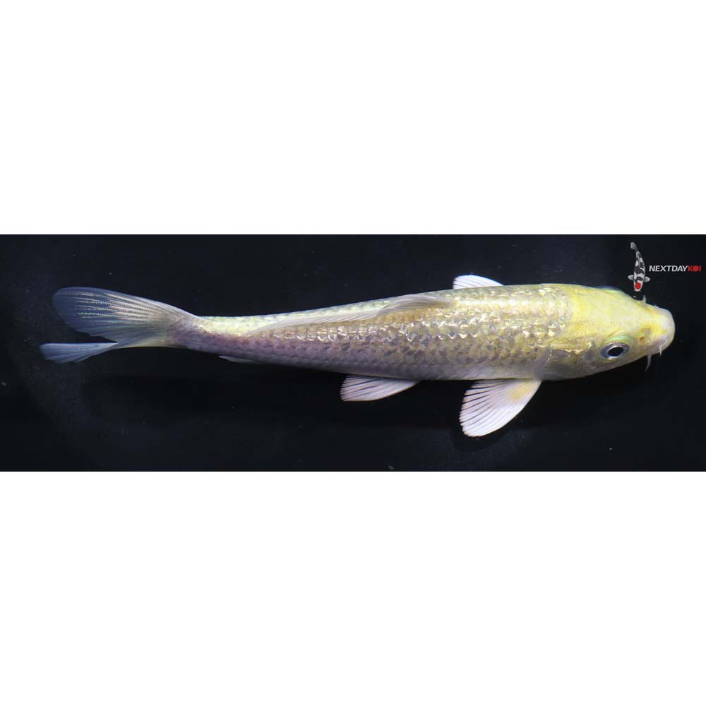 5” Imported Gin Rin Yamabuki Ogon