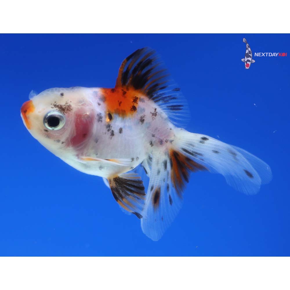 3” Imported Calico Oranda