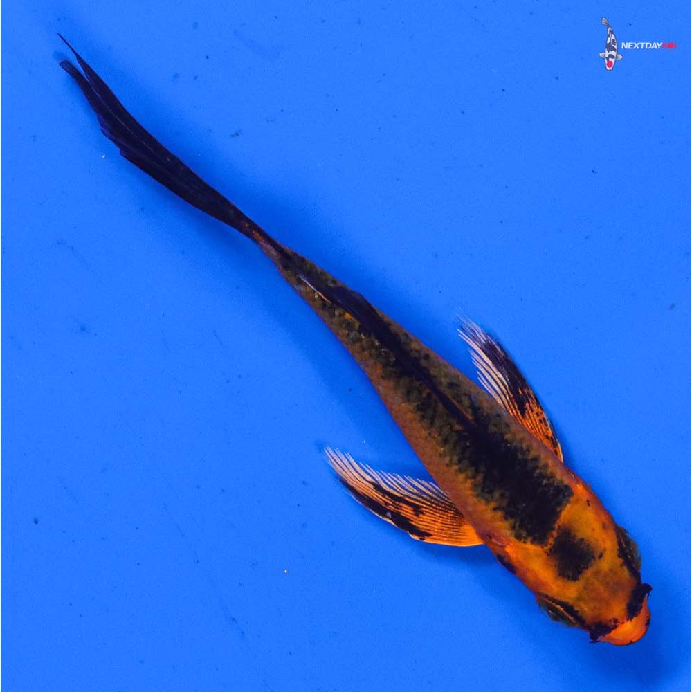 3” Imported Orenji Matsuba Butterfly Koi