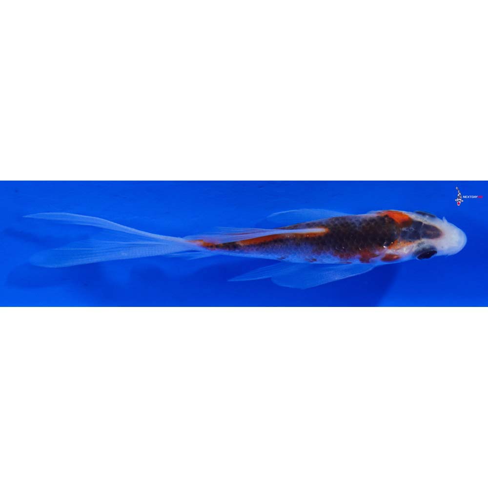 3” Imported Goromo Butterfly Koi