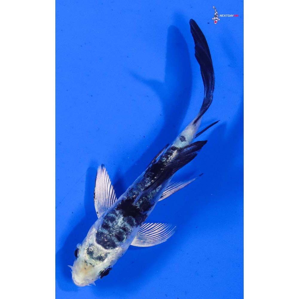 3” Imported Doitsu Gin Shiro Bekko Butterfly Koi