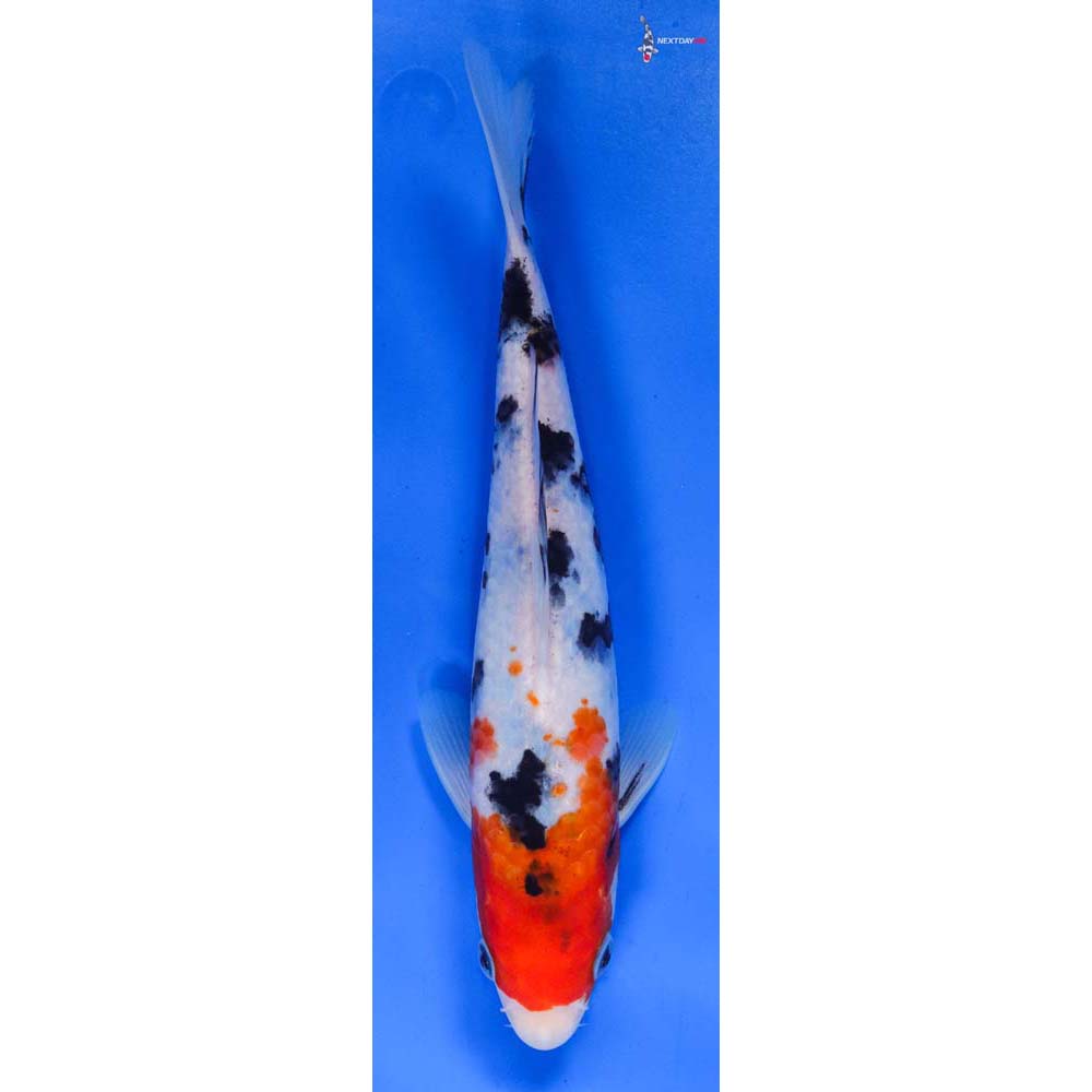 8.5” Imported Sanke