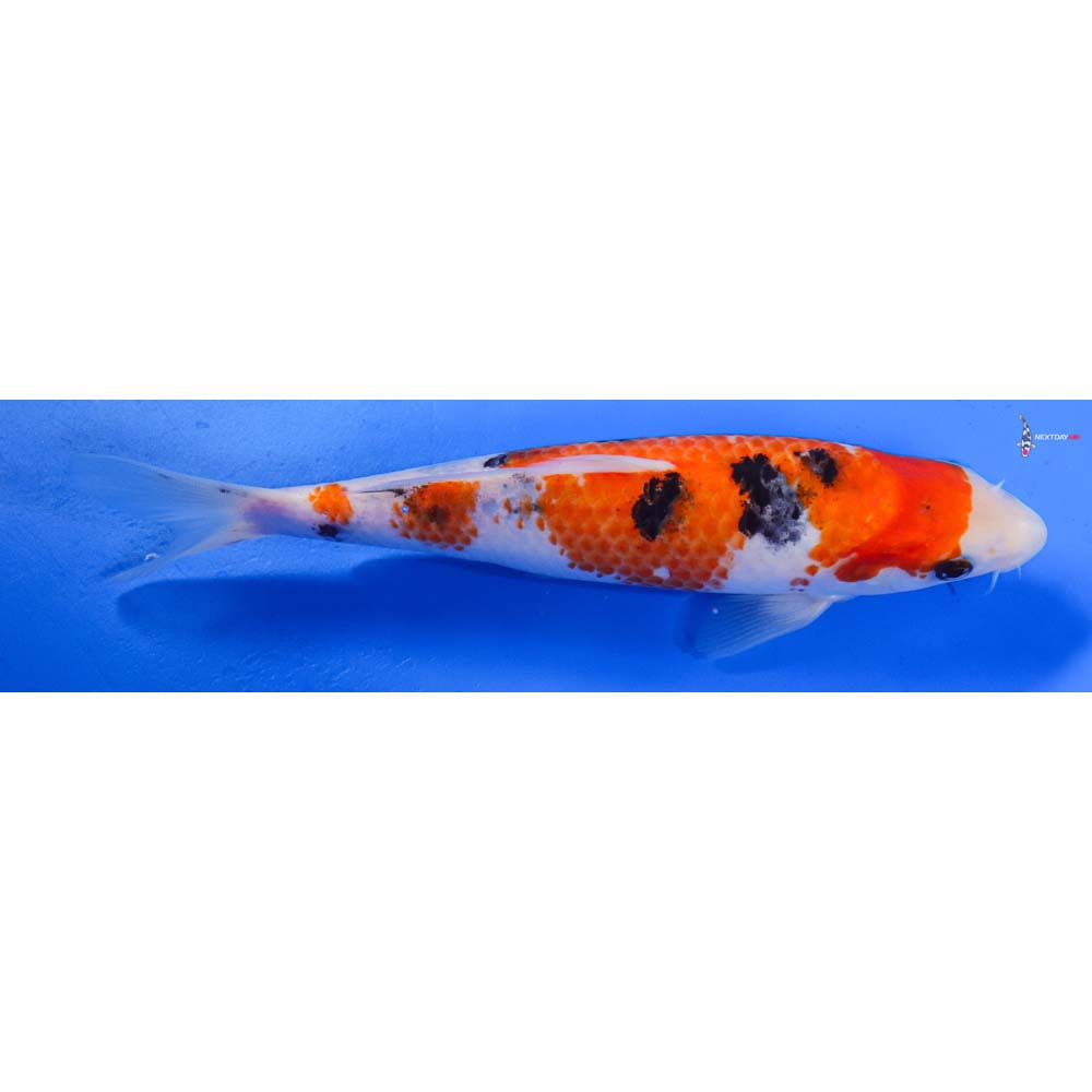 8.5” Imported Sanke