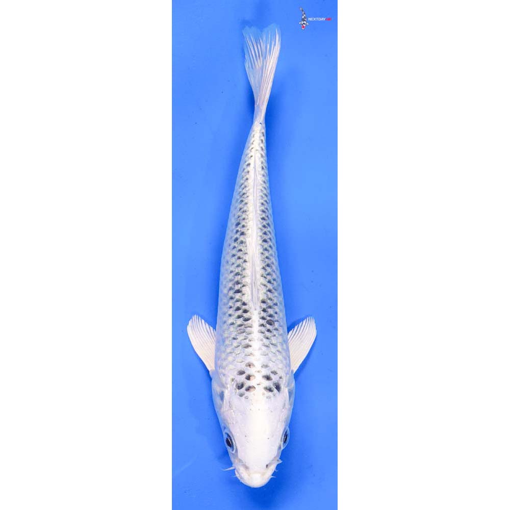 8.5” Imported Gin Matsuba